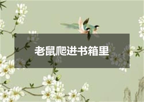 老鼠爬进书箱里
