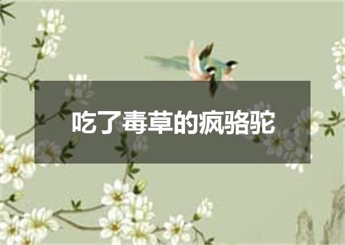 吃了毒草的疯骆驼