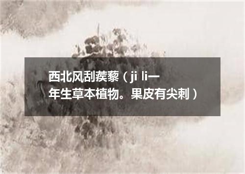 西北风刮蒺藜（ji li一年生草本植物。果皮有尖刺）