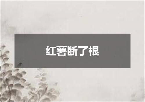 红薯断了根