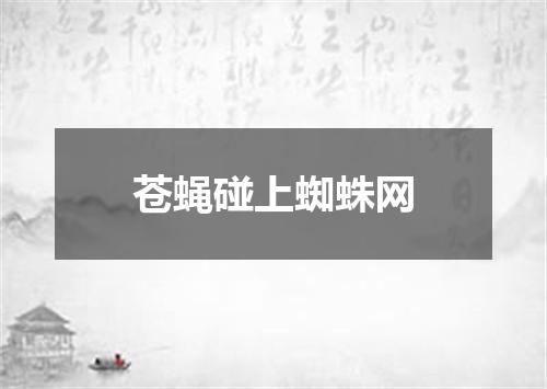 苍蝇碰上蜘蛛网