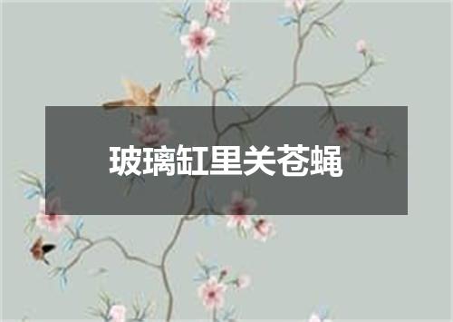 玻璃缸里关苍蝇