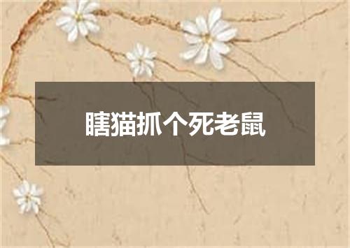 瞎猫抓个死老鼠