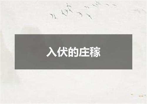 入伏的庄稼