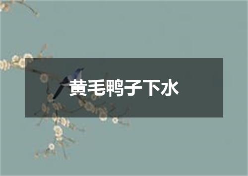 黄毛鸭子下水