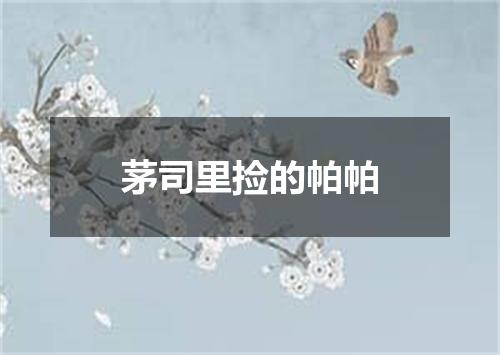 茅司里捡的帕帕