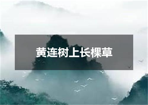黄连树上长棵草