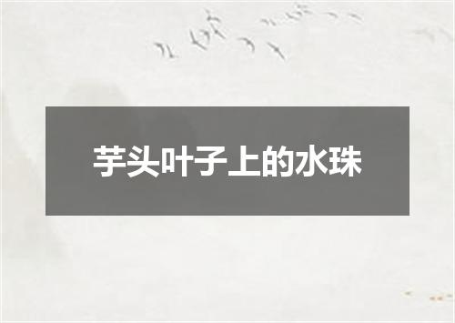 芋头叶子上的水珠
