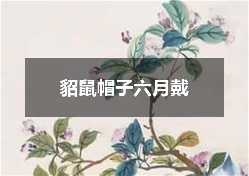 貂鼠帽子六月戴
