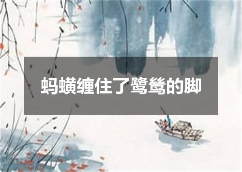 蚂蟥缠住了鹭鸶的脚