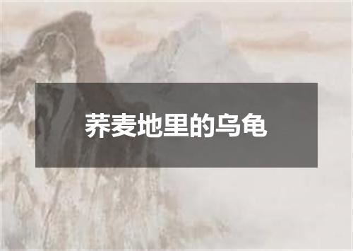 荞麦地里的乌龟