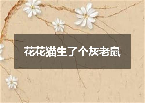 花花猫生了个灰老鼠