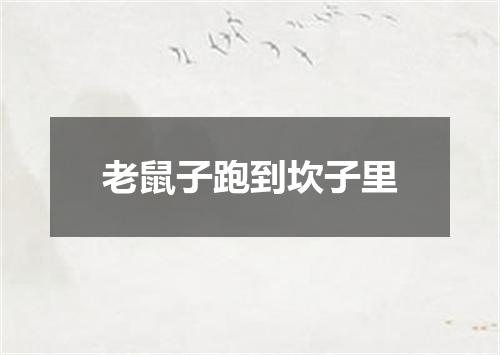 老鼠子跑到坎子里
