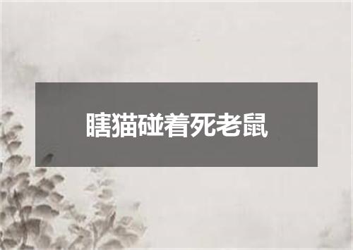 瞎猫碰着死老鼠
