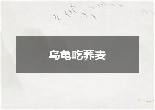 乌龟吃荞麦