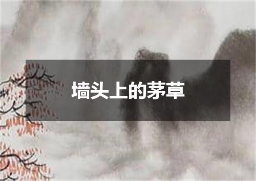 墙头上的茅草