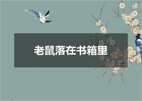 老鼠落在书箱里