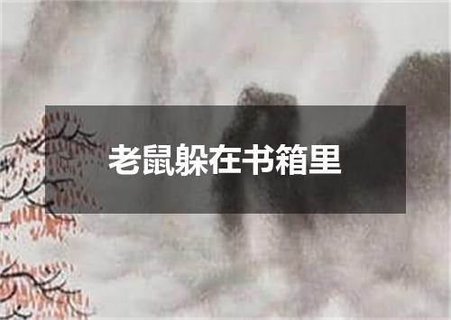老鼠躲在书箱里