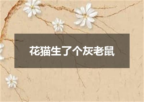 花猫生了个灰老鼠