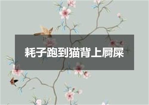 耗子跑到猫背上屙屎
