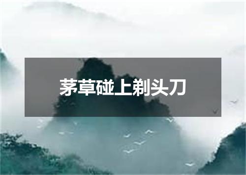 茅草碰上剃头刀