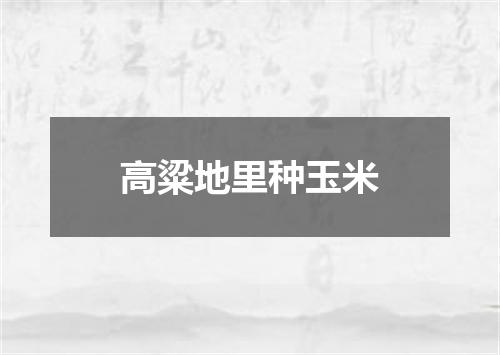 高粱地里种玉米