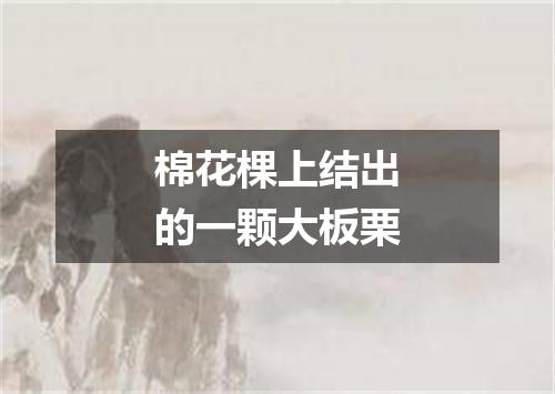 棉花棵上结出的一颗大板栗