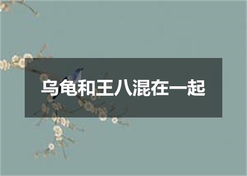 乌龟和王八混在一起