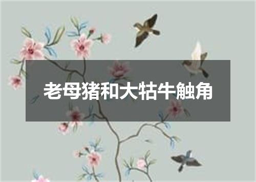 老母猪和大牯牛触角
