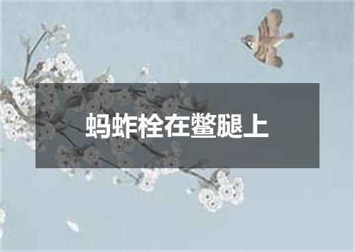 蚂蚱栓在鳖腿上