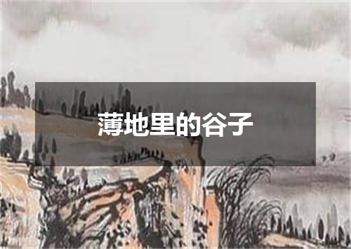 薄地里的谷子