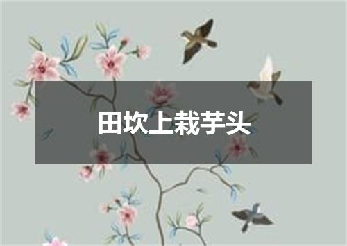 田坎上栽芋头