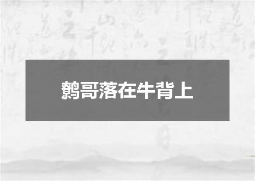 鹩哥落在牛背上