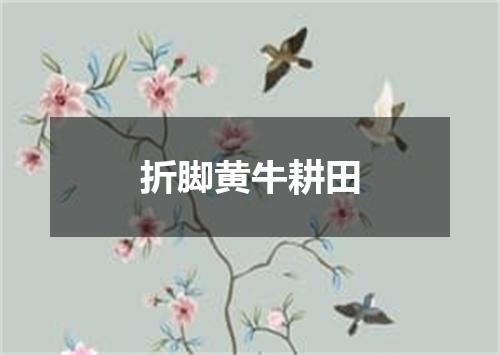 折脚黄牛耕田