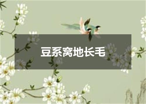 豆系窝地长毛