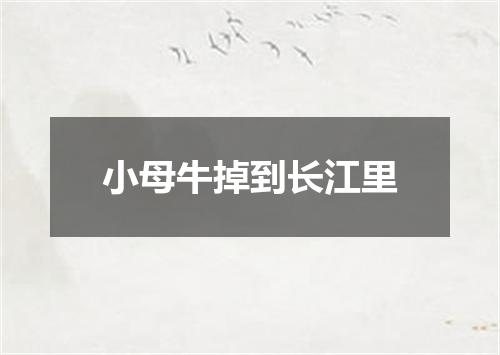 小母牛掉到长江里