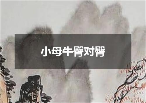 小母牛臀对臀