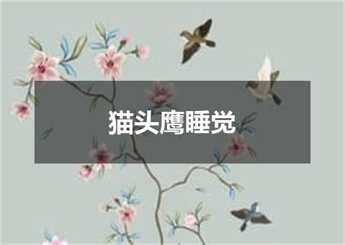 猫头鹰睡觉