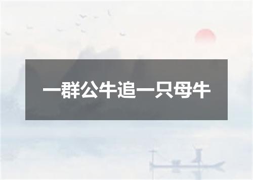 一群公牛追一只母牛