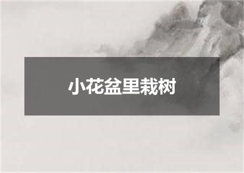 小花盆里栽树