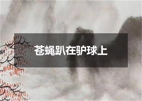 苍蝇趴在驴球上