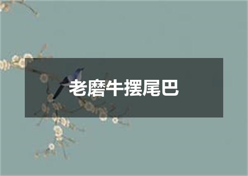 老磨牛摆尾巴