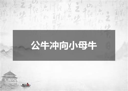 公牛冲向小母牛