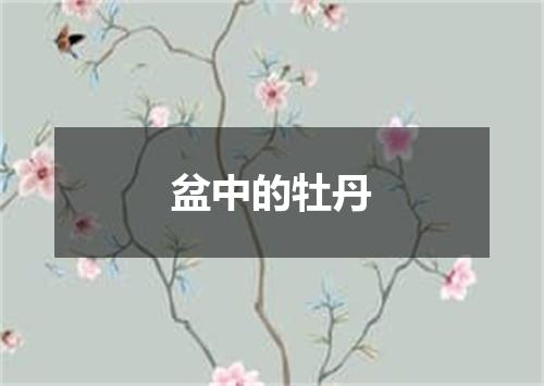 盆中的牡丹