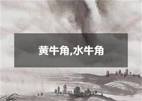 黄牛角,水牛角