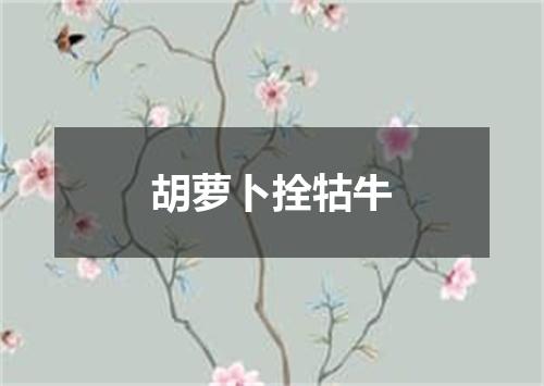 胡萝卜拴牯牛