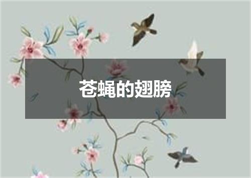 苍蝇的翅膀