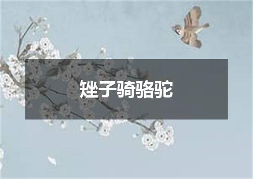 矬子骑骆驼