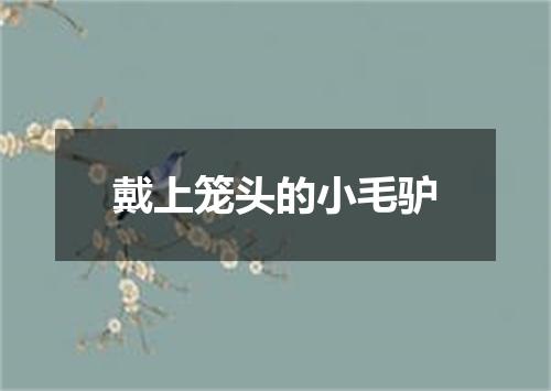 戴上笼头的小毛驴