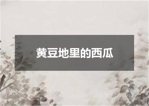 黄豆地里的西瓜